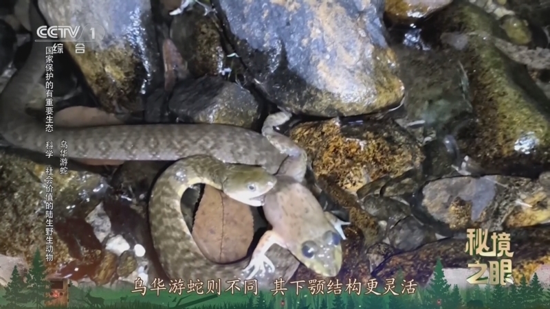 秘境之眼 《秘境之眼》 银环蛇/乌华游蛇 20250403