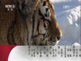 动物世界 《动物世界》 20170730 龙宫幻境篇5 龙王移驾