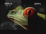 动物世界 《动物世界》 20120707