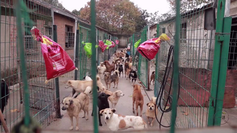 一犬一话 他是700只狗狗的狗爸爸