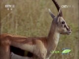 人与自然 《人与自然》 20160224 残忍的猎手（下）