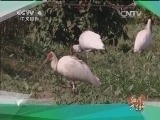 远方的家 江河万里行 第186集 渭河 八百里秦川话宝鸡 20150114 《远方的家》