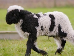 可爱的小崽子们第4集：奇特新朋友