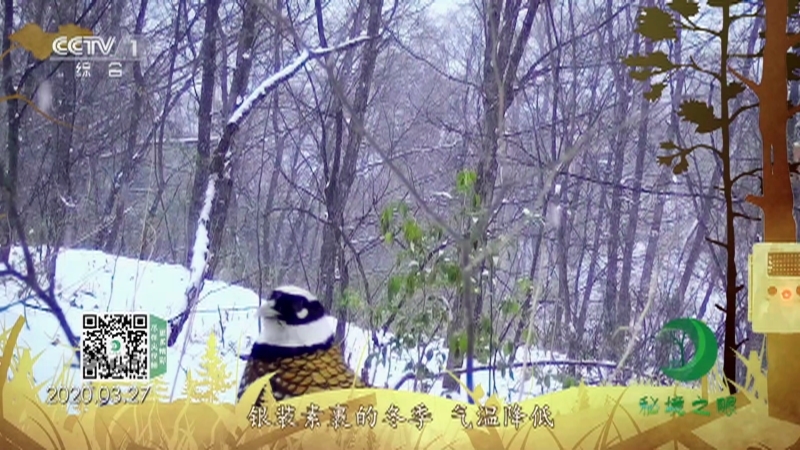 《秘境之眼》 白冠长尾雉 20210129