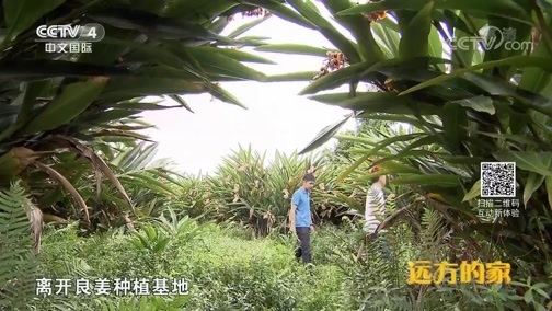远方的家 《远方的家》 长江行（40） 泸州纪行 20191003