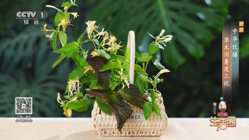 生活圈 《生活圈》 20260718 中华饮膳 草木消暑度三伏
