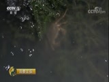 消费主张 《消费主张》 20170928 中秋到，螃蟹消费行情如何？
