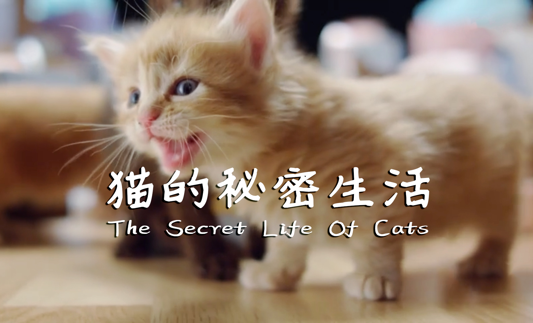 正片