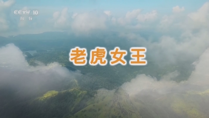 《自然传奇》 20260301 老虎女王