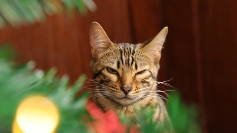 喵客帝国 圣诞节惨案 有猫都害怕
