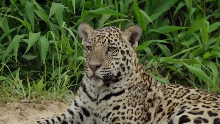 《美洲豹与鳄鱼》第1集