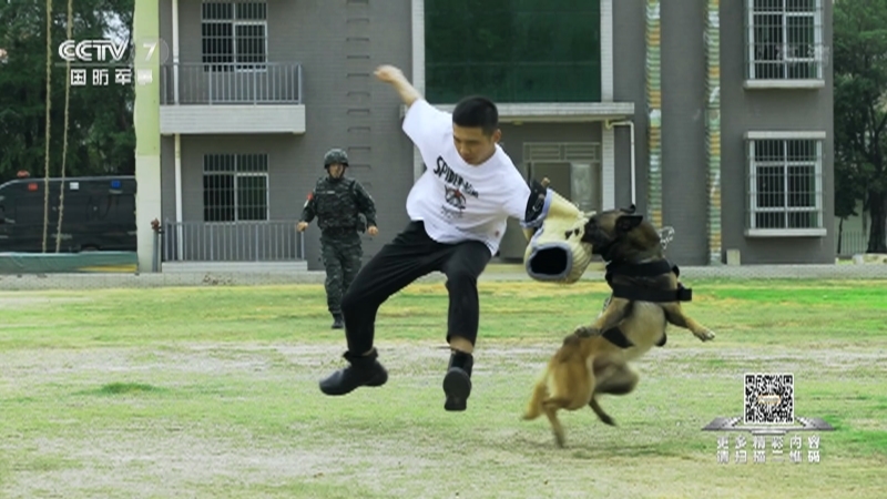 《军武零距离》 20210417 神犬奇兵