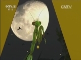 动物世界 《动物世界》 20160507 草原追逐战（下）