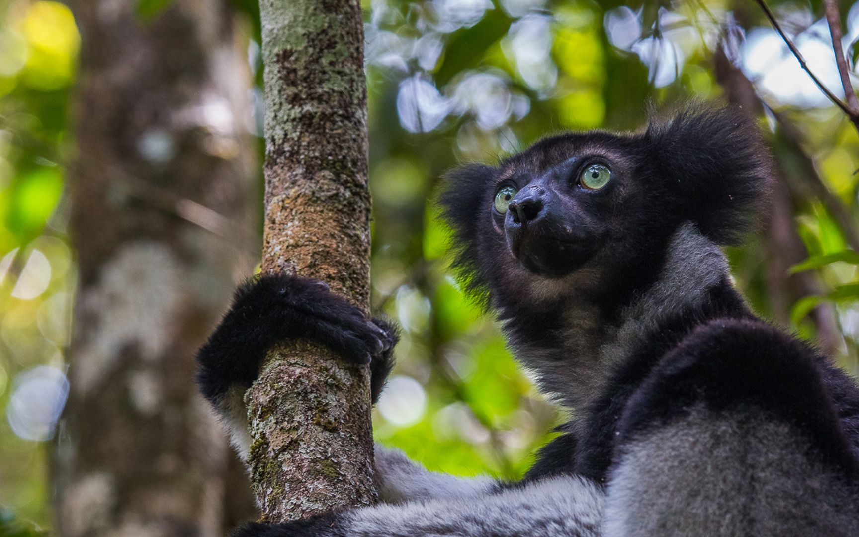 野生动物：马达加斯加野生大狐猴