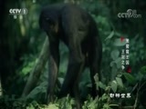 动物世界 《动物世界》 20170928 黑猩猩王国·王冠之争