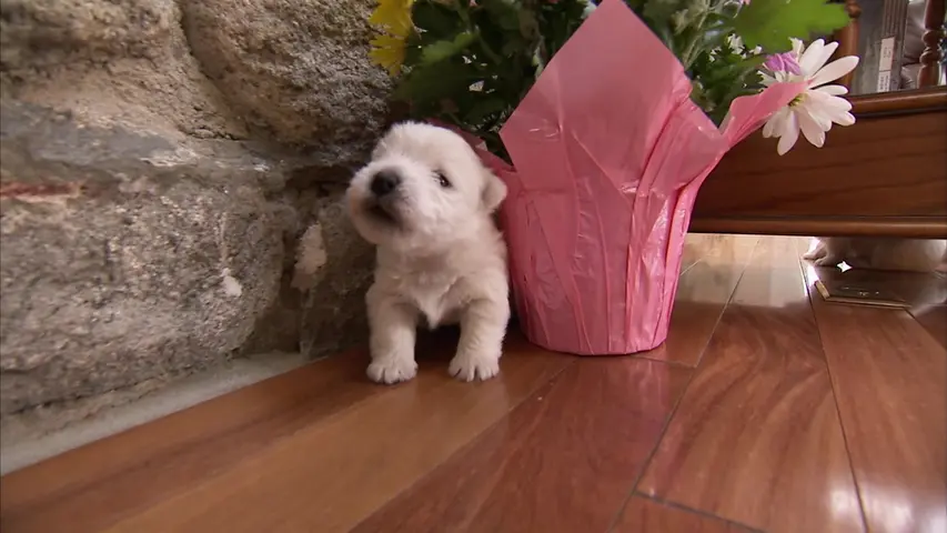 《萌宠成长记第三季》第1集