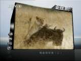 动物世界 《动物世界》 20110529