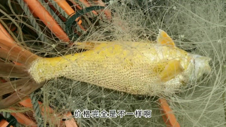 南澳岛赶海日记 听说大黄鱼价格疯涨，彪哥冒着风浪去捕鱼，谁知道一下子上了三条