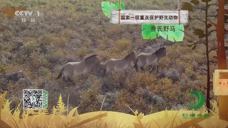 秘境之眼 《秘境之眼》 普氏野马 20230519