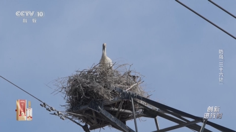 《创新进行时》 20251023 防鸟“三十六计”