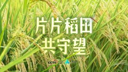 直播中国精彩直播回顾 片片稻田共守望