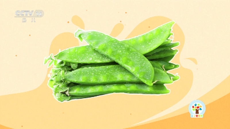 小小智慧树 《小小智慧树》 20250902