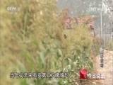 今日说法 《今日说法》 20150528 谁养我老