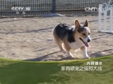 走近科学 《走近科学》 20150211 家有顽宠之猫狗大战