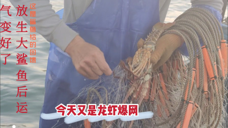 南澳岛赶海日记 网友说放生大鲨鱼后变运气好，龙虾再次爆网