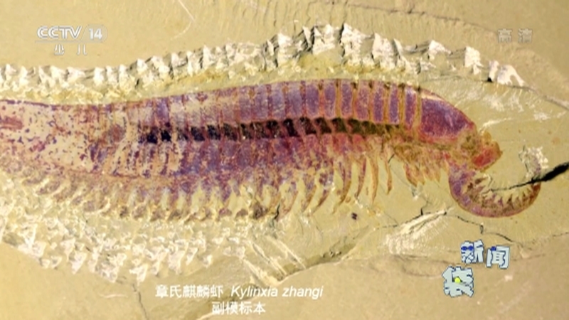 《新闻袋袋裤》 20210315