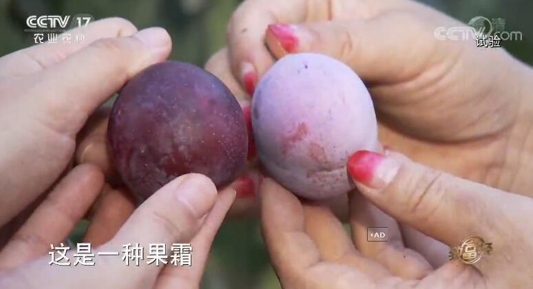 致富经 《致富经》 20190920 戈壁滩上果飘香