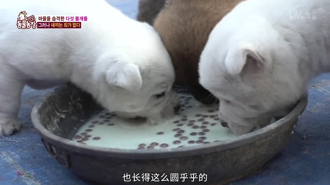 动物农场2020 地毯执著犬
