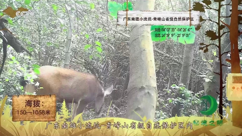 《秘境之眼》 水鹿 20210822