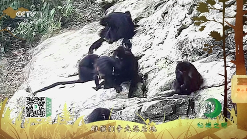 秘境之眼 《秘境之眼》 黑叶猴 20221212
