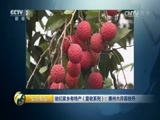 生财有道 《生财有道》 20170705 咱们家乡有特产（夏收系列）：惠州六月荔枝丹
