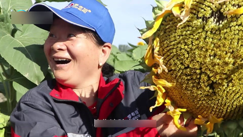 种植前线 如果丰收有颜色 一起见证农业辉煌成就