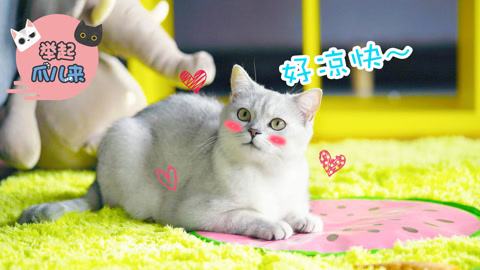 举起爪儿来 夏日猫咪散热法