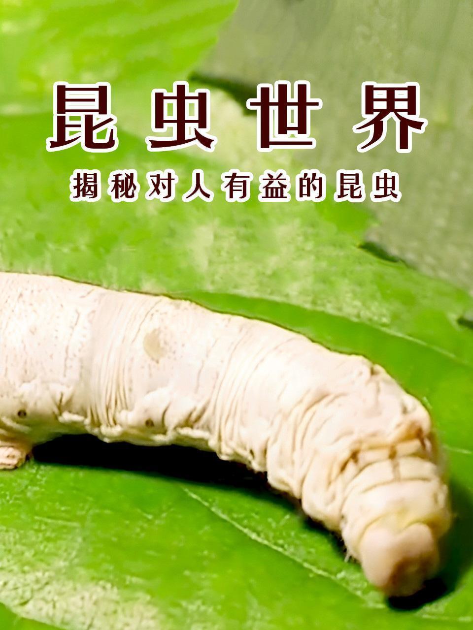 昆虫世界：揭秘对人有益的昆虫