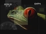 动物世界 《动物世界》 20120713
