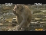 远方的家 百山百川行 第六十四集 逍遥武当山《远方的家》 20130718