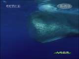 人与自然 人与自然 2009年 第176期 2010-12-02