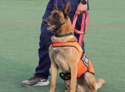 出动 神犬奇兵