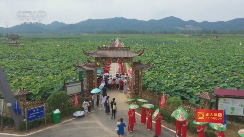《三农群英汇》 20250801 退伍老兵种荷记