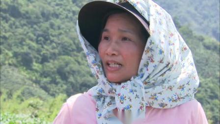 台湾鱼子酱 荔枝