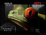 动物世界 《动物世界》 20110807