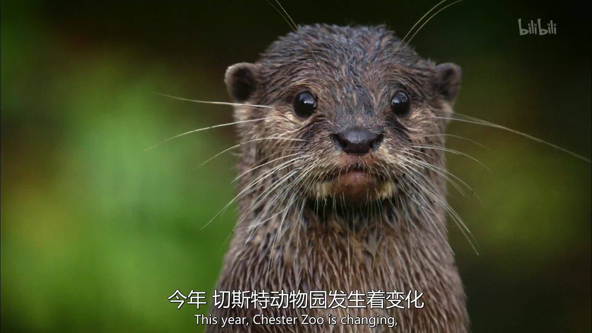 食蚁兽 兰花螳螂 独角犀牛 秃鹮