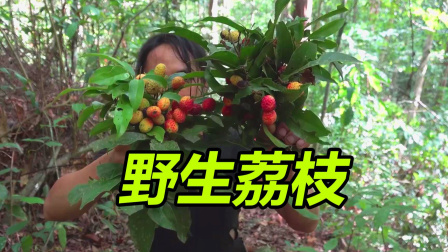 原始丛林人苏门答腊 第二季 原始丛林找到野生荔枝，很甜确实好吃，现在很难找到