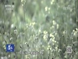 道德观察 《道德观察(日播版)》 20180428 没有“身份”的母子