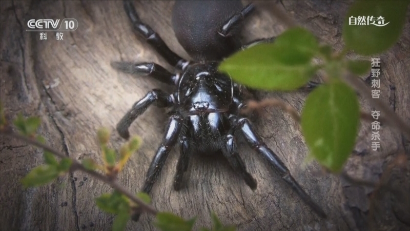 《自然传奇》 20251124 狂野刺客 夺命杀手