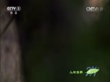 人与自然 《人与自然》 20141217 自然发现：生命 - 猎手与猎物（下）